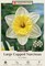 Ice Follies Daffodil - Large Cupped Narcissus - 7 Bulbs - 14/16 cm Bulbs